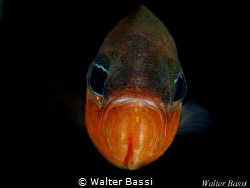The king by Walter Bassi 